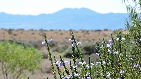 image depicting wildflowers in Australian outback